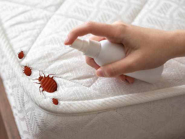 Best Best Pest Control Companies  in Millers Creek, NC
