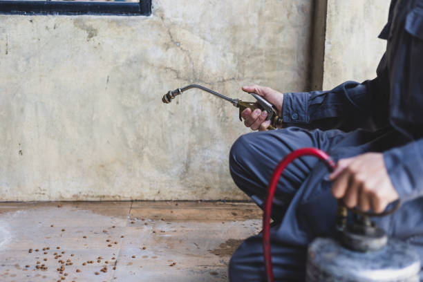 Best Wasp Removal Services  in Millers Creek, NC